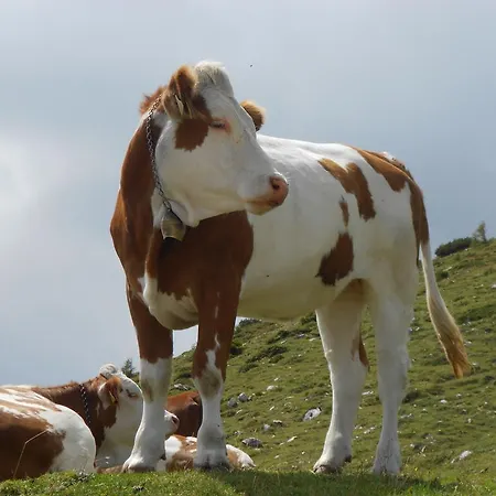 Appartement Andritsch Sankt Georgen im Gailtal